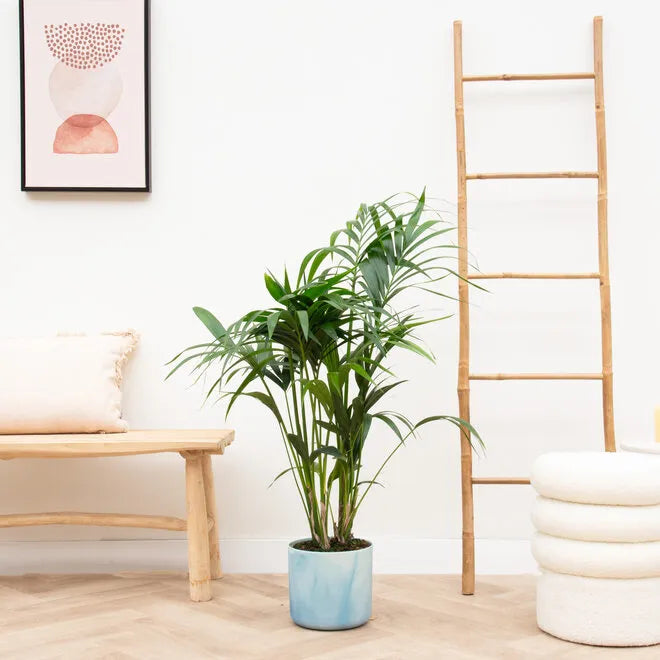 Kentia palm + elho Ocean Round
