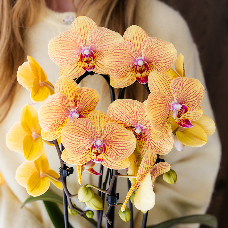 Oranje phalaenopsis orchidee potmaat Ø12cm - Sunny Bunny