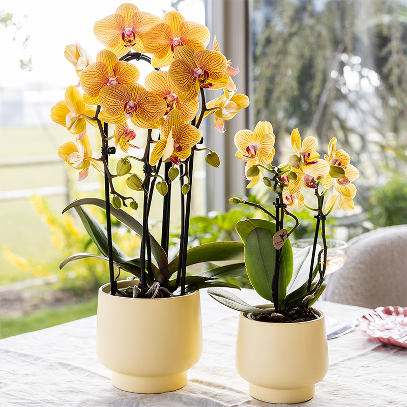 Oranje phalaenopsis orchidee potmaat Ø12cm - Sunny Bunny
