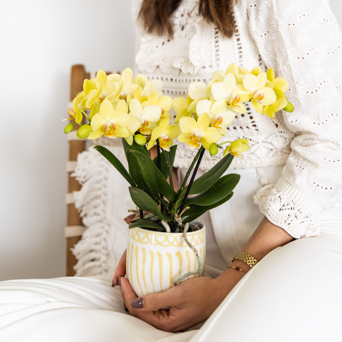 Orchidée Phalaenopsis jaune - Albenga - taille du pot Ø9cm
