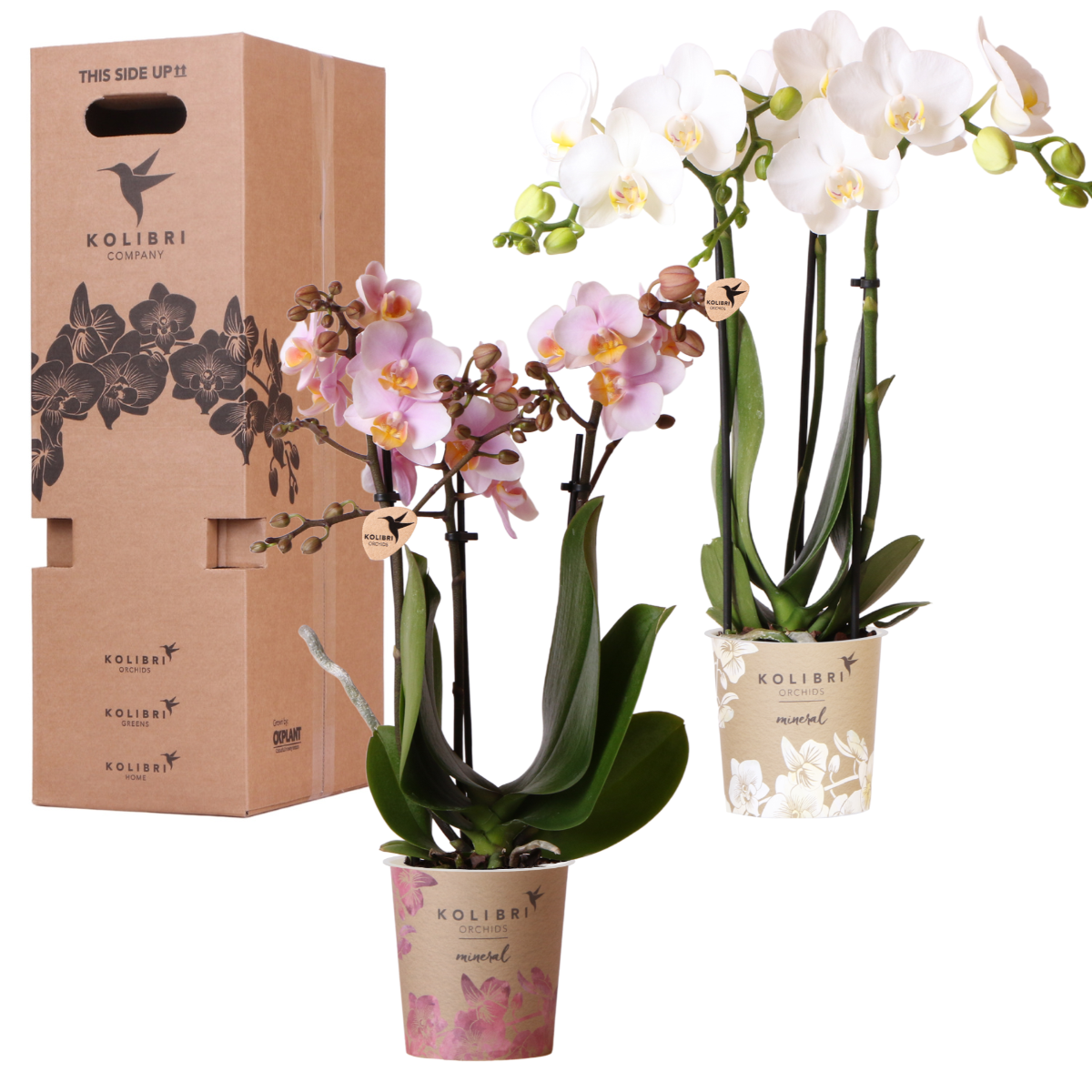 Surprise box mix | Planten voordeel box | verrassingsbox met 2 verschillende orchideeën Ø9cm