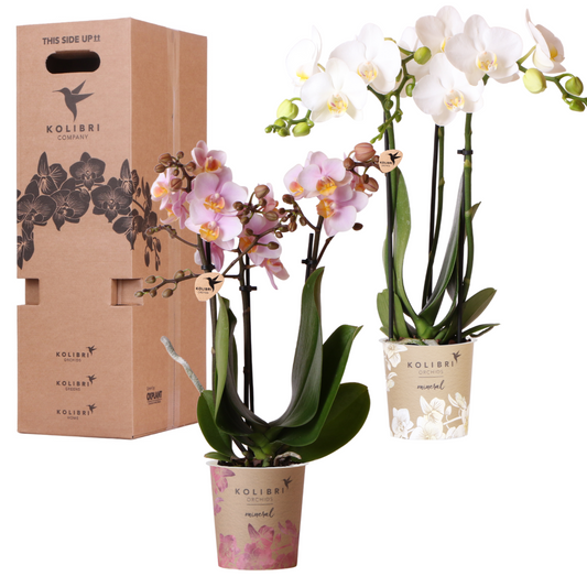 Surprise box mix | Planten voordeel box | verrassingsbox met 2 verschillende orchideeën Ø9cm