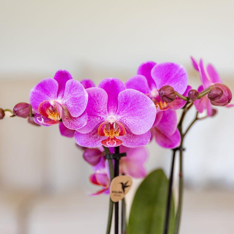 Paars roze phalaenopsis orchidee potmaat Ø9cm - Frederikstad