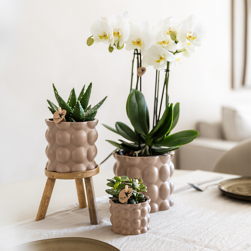 Plantenset Cotton zand - Groene planten met witte Phalaenopsis orchidee Ghent in keramieken sierpotten