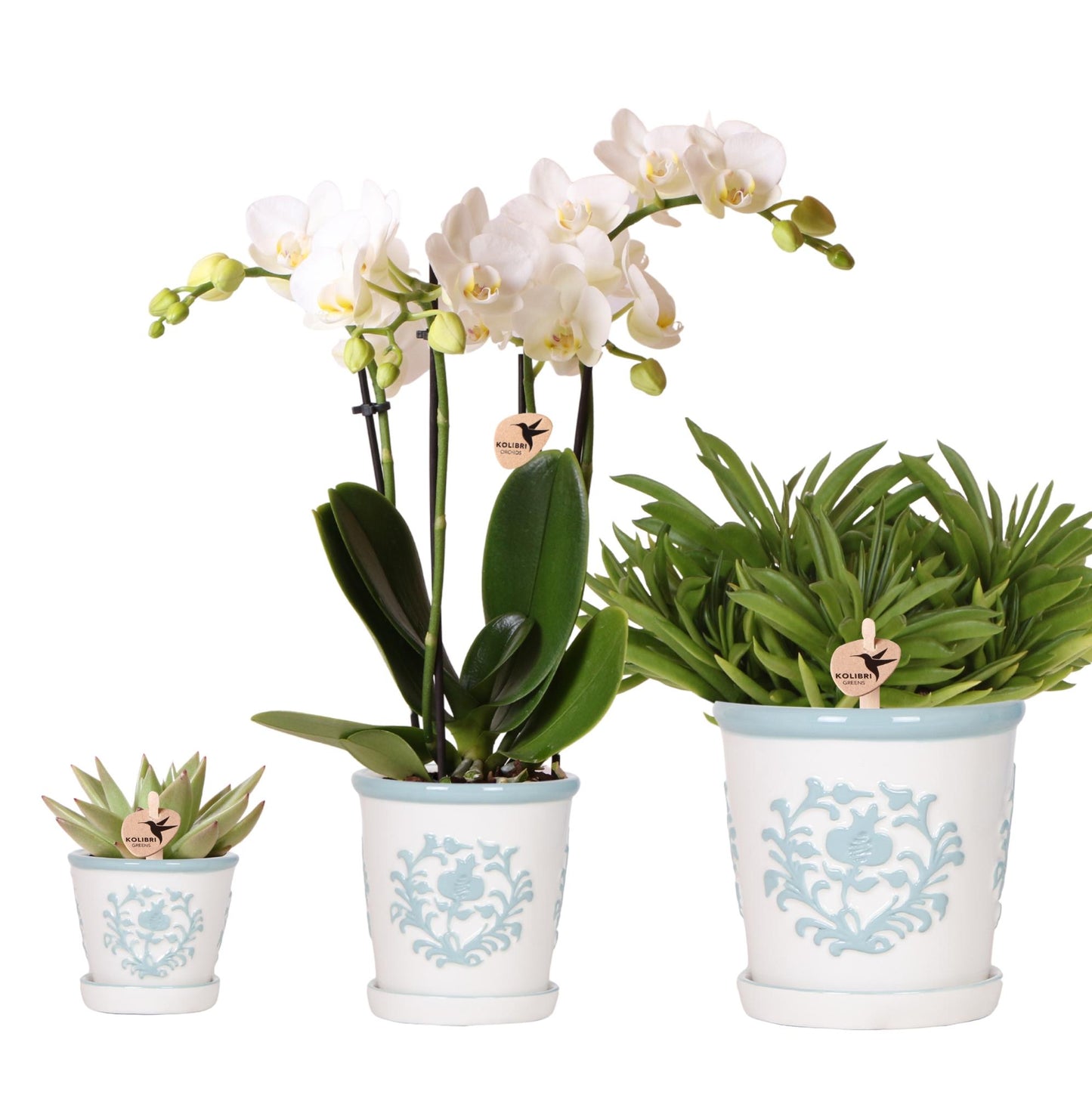 Plantenset Witte Phalaenopsis Orchidee Amabilis en Succulenten incl. keramieken Malaga sierpotten