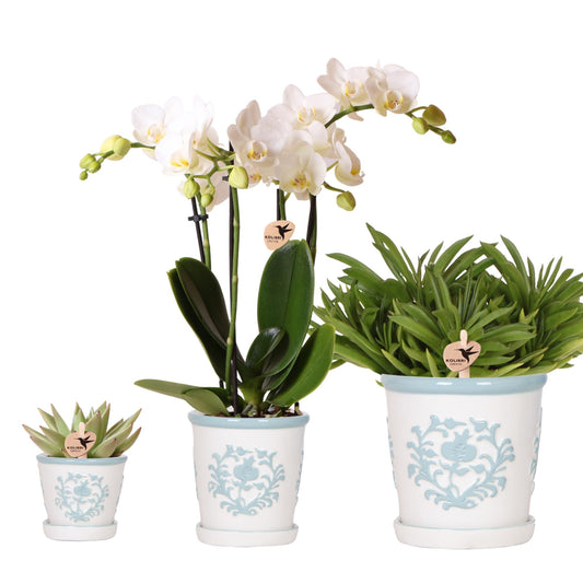 Plantenset Witte Phalaenopsis Orchidee Amabilis en Succulenten incl. keramieken Malaga sierpotten