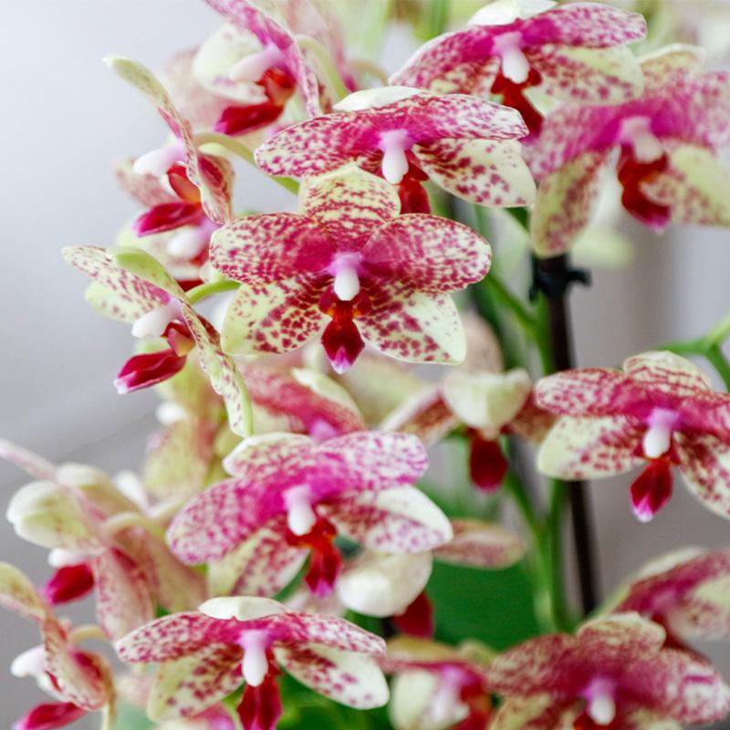 Oranje gele phalaenopsis orchidee potmaat Ø9cm - Grosseto
