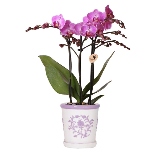 Paarse orchidee Vienna + Malaga sierpot Lila - potmaat Ø9cm