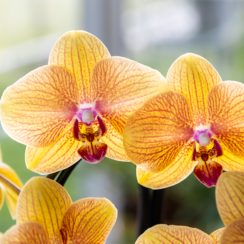 Oranje phalaenopsis orchidee potmaat Ø12cm - Sunny Bunny