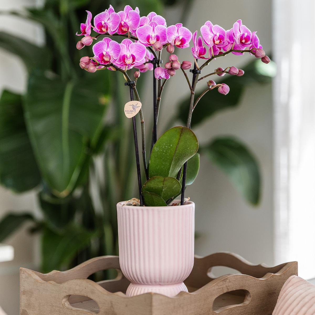 Roze paarse phalaenopsis orchidee - El Salvador + Diabolo pink - potmaat Ø9cm