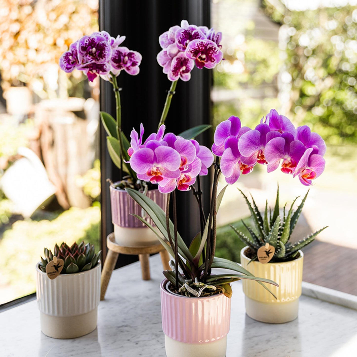 Roze paarse phalaenopsis orchidee potmaat Ø9cm | El Salvador