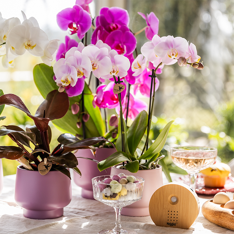 2 Phalaenopsis orchideeën - Portugal - potmaat Ø9cm | COMBI DEAL