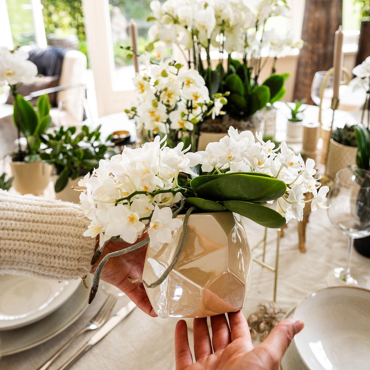 Kolibri Company | Set planten + sierpotten voor tafelaankleding diner - potmaat Ø9cm & Ø6cm | bloeiende kamerplanten - vers van de kweker