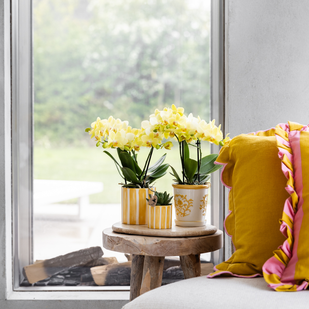 Orchidée Phalaenopsis jaune - Albenga - taille du pot Ø9cm