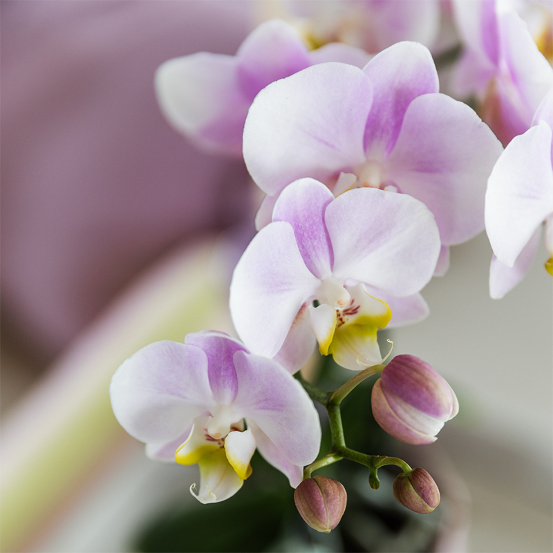 2 Phalaenopsis orchideeën - Portugal - potmaat Ø9cm | COMBI DEAL