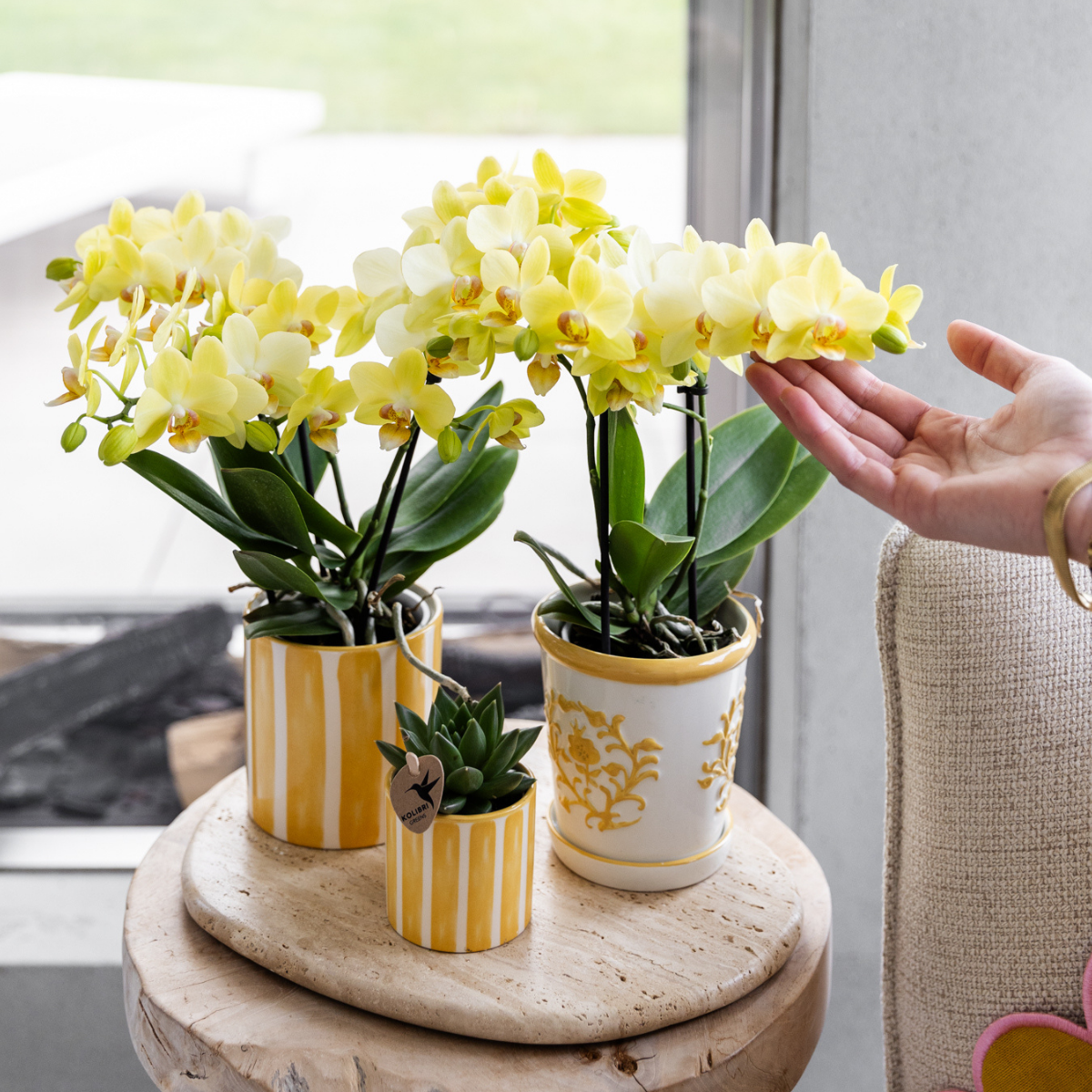 Gele orchidee Albenga + Malaga sierpot geel - potmaat Ø9cm