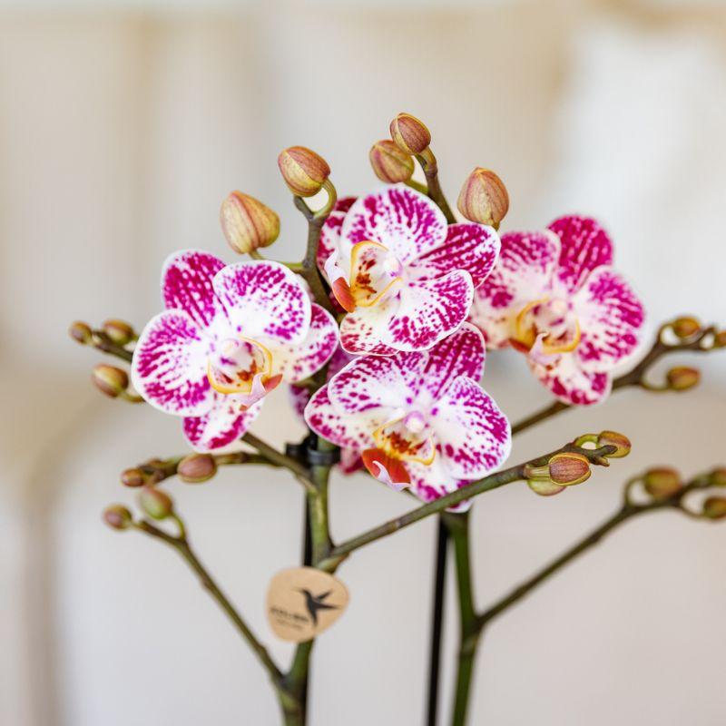 Roze paarse phalaenopsis orchidee potmaat Ø9cm - Bora Bora