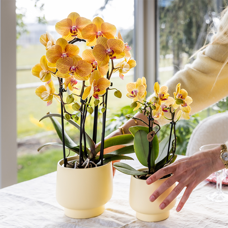 Oranje phalaenopsis orchidee potmaat Ø12cm - Sunny Bunny