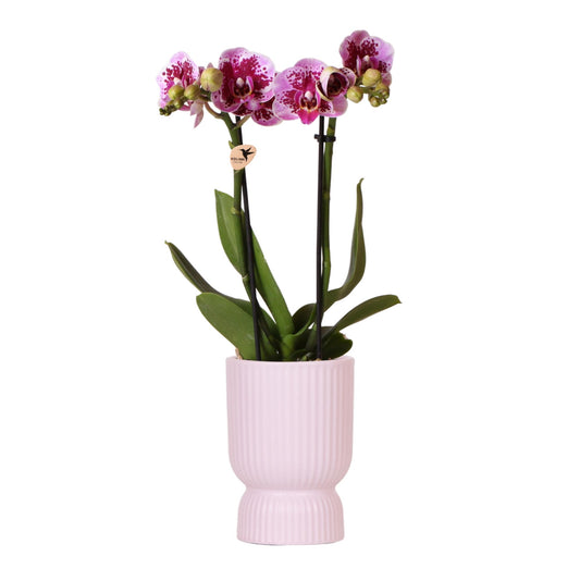 Roze paarse phalaenopsis orchidee - El Salvador + Diabolo pink - potmaat Ø9cm