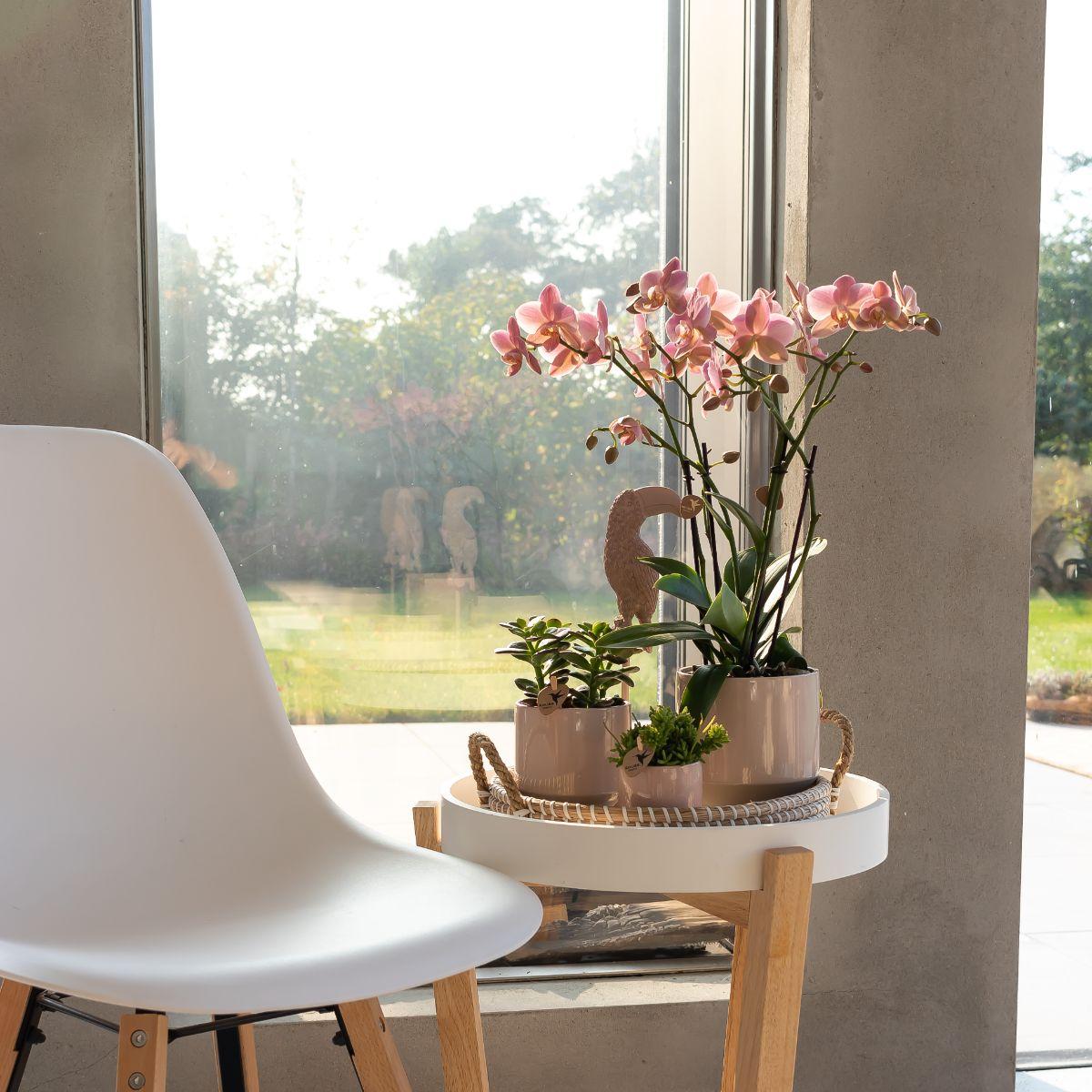 Oudroze Phalaenopsis orchidee - Jewel Treviso - potmaat Ø9cm