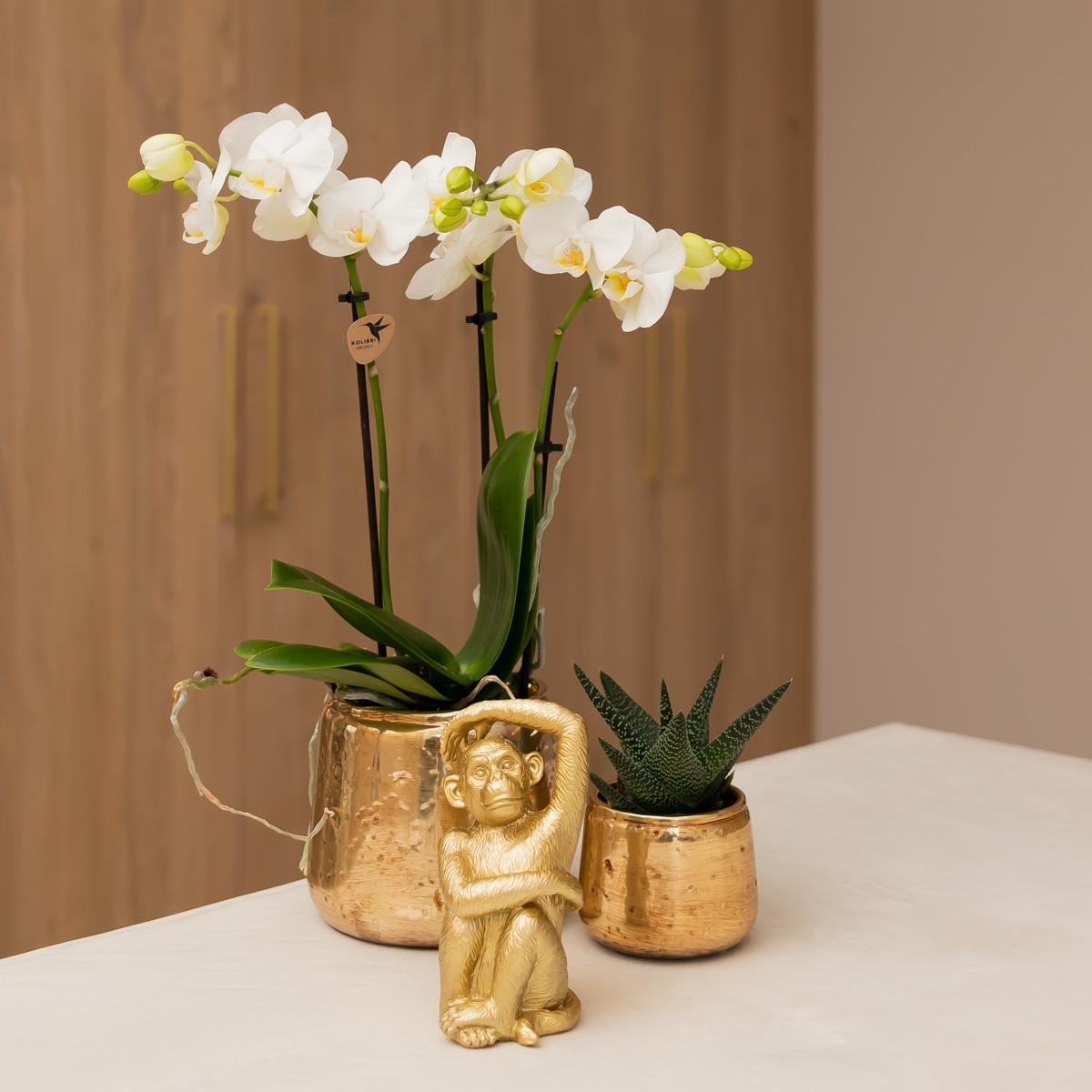 Witte Phalaenopsis orchidee – Amabilis + Luxury sierpot gold – potmaat Ø9cm – 40cm hoog
