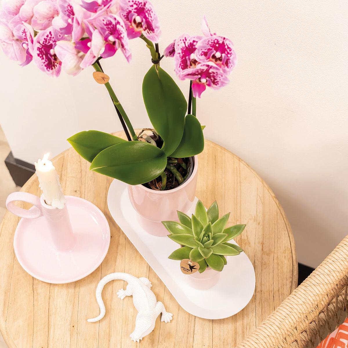 4 roze paarse phalaenopsis orchideeën - El Salvador - potmaat Ø9cm | COMBI-DEAL