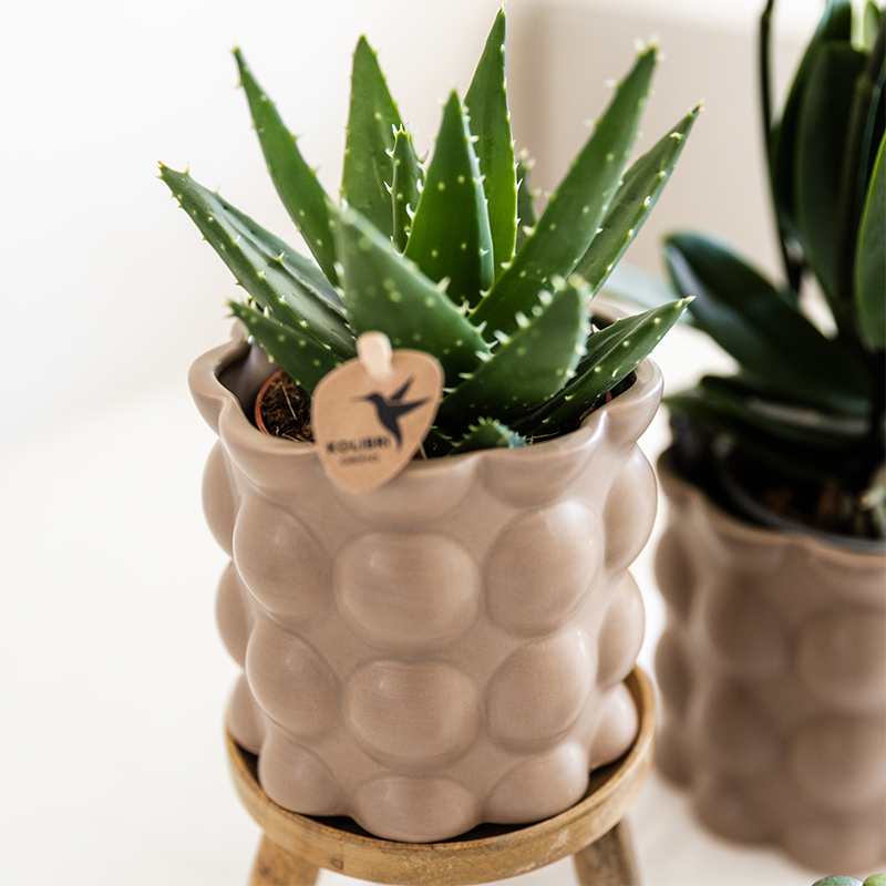 Plantenset Cotton zand - Groene planten met witte Phalaenopsis orchidee Ghent in keramieken sierpotten