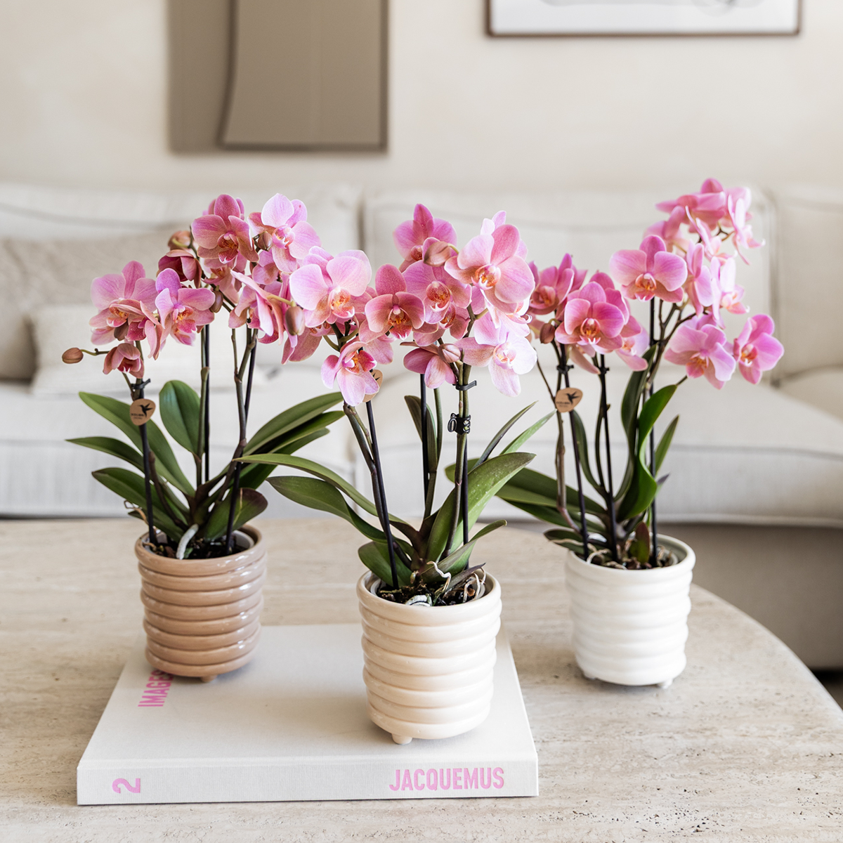 4 orchideeën - Treviso - potmaat Ø9cm | COMBI-DEAL