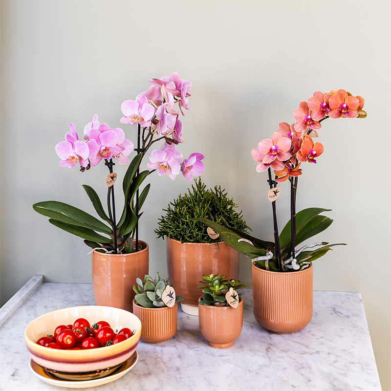 4 orchideeën - Treviso - potmaat Ø9cm | COMBI-DEAL