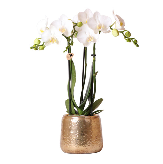 Witte Phalaenopsis orchidee – Amabilis + Luxury sierpot gold – potmaat Ø9cm – 40cm hoog