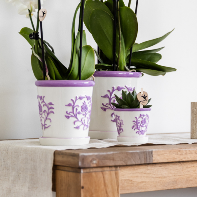 Paarse orchidee Vienna + Malaga sierpot Lila - potmaat Ø9cm