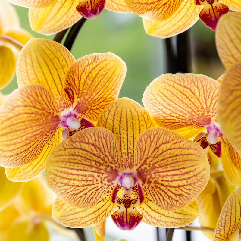 Oranje phalaenopsis orchidee potmaat Ø12cm - Sunny Bunny