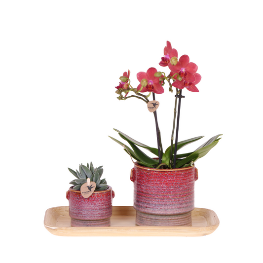 Gift set Aura - Roze Phalaenopsis orchidee Congo met groene plant in Aura sierpotten op bamboe dienblad