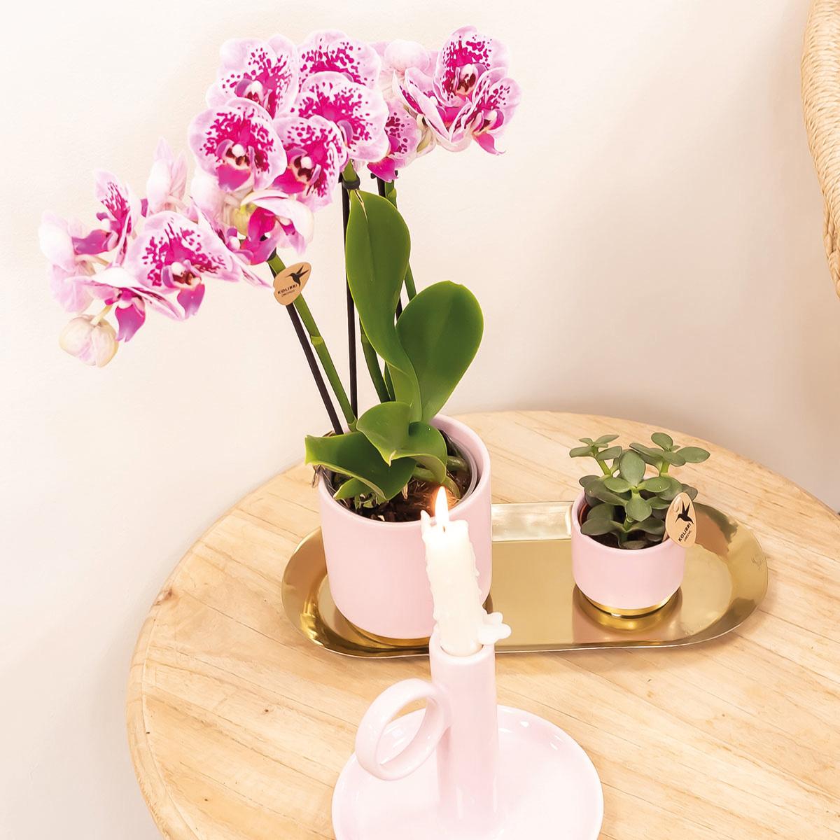 Roze paarse phalaenopsis orchidee potmaat Ø9cm | El Salvador
