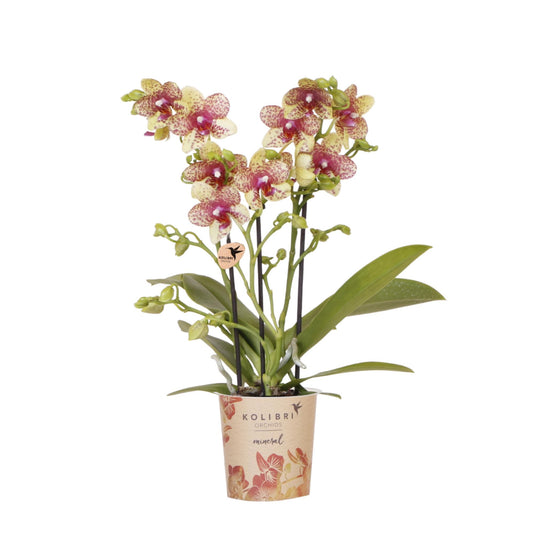 Oranje gele phalaenopsis orchidee potmaat Ø9cm - Grosseto