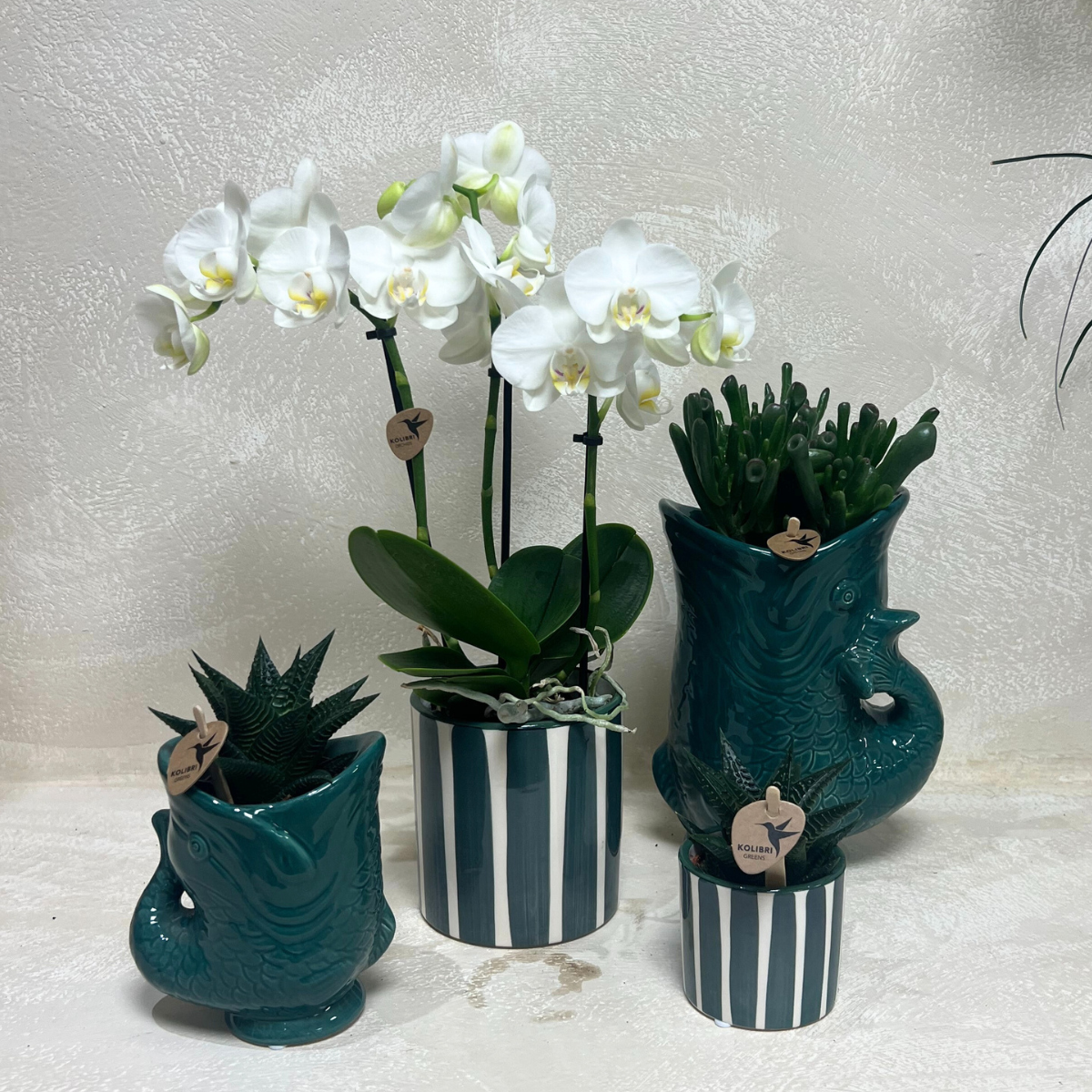 Set van witte orchidee Amabilis en succulenten in keramieken sierpotten - potmaat Ø9cm & Ø6cm