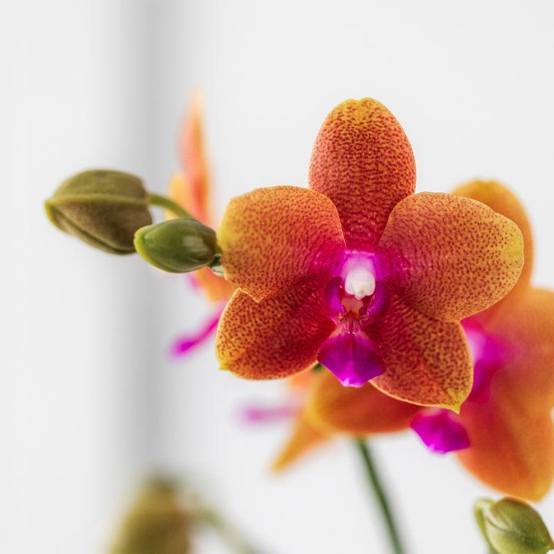 Orchidée Phalaenopsis parfumée à l'orange - Parfum - taille du pot Ø9cm