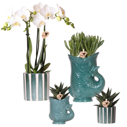 Set van witte orchidee Amabilis en succulenten in keramieken sierpotten - potmaat Ø9cm & Ø6cm