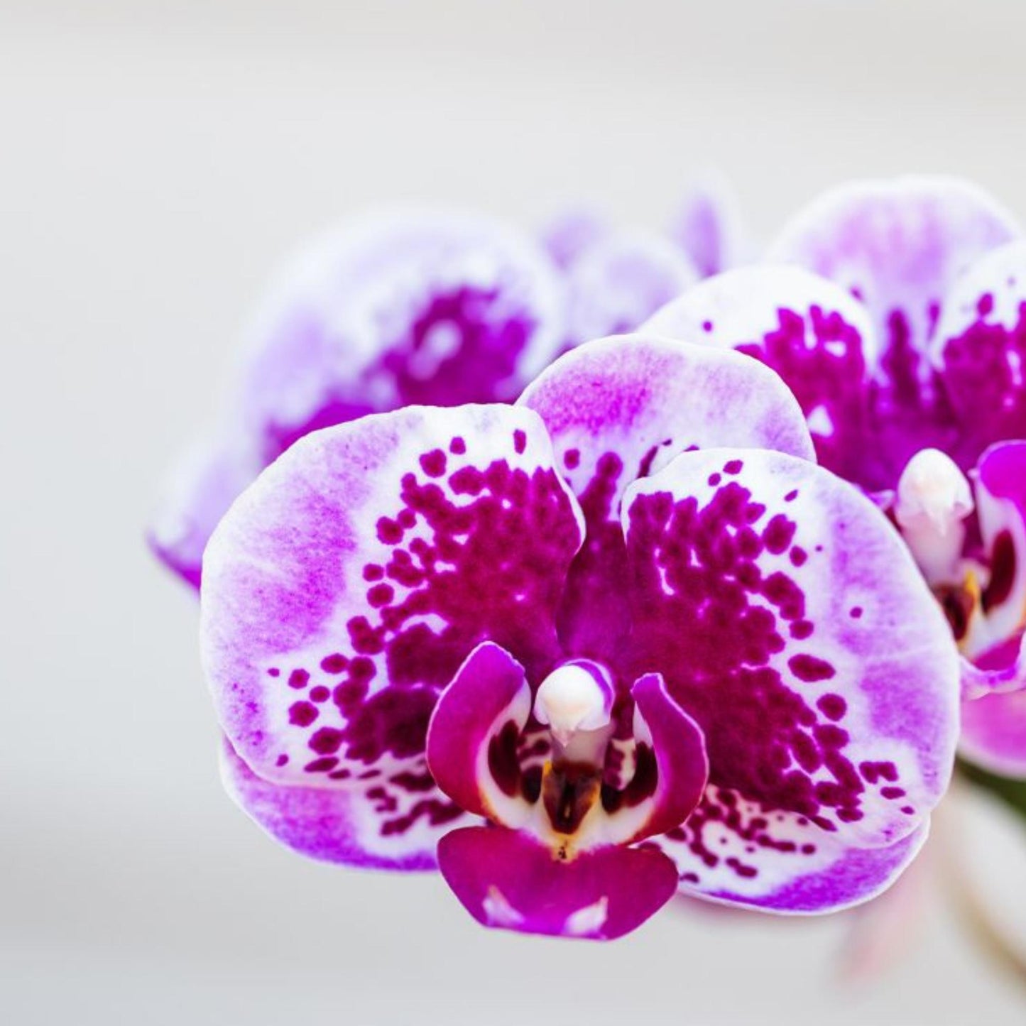Roze paarse phalaenopsis orchidee potmaat Ø9cm | El Salvador