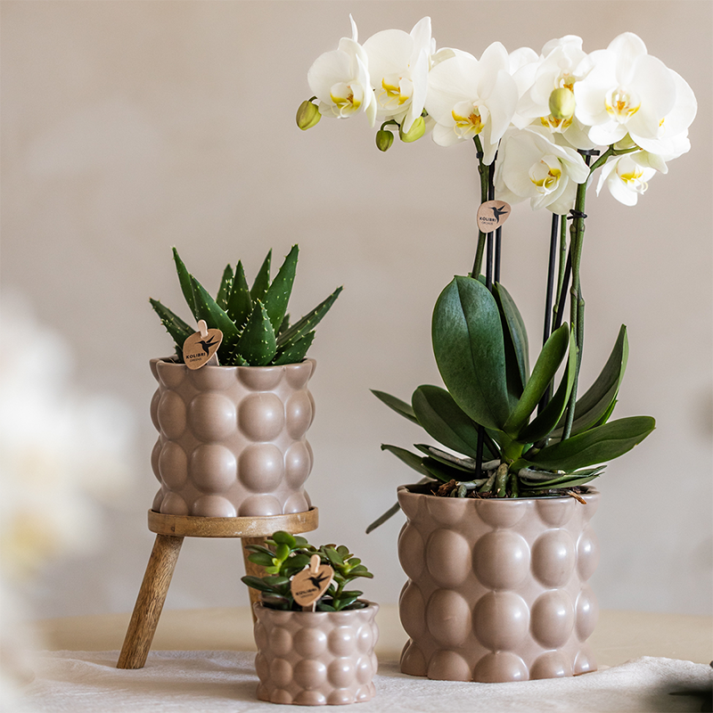 Plantenset Cotton zand - Groene planten met witte Phalaenopsis orchidee Ghent in keramieken sierpotten