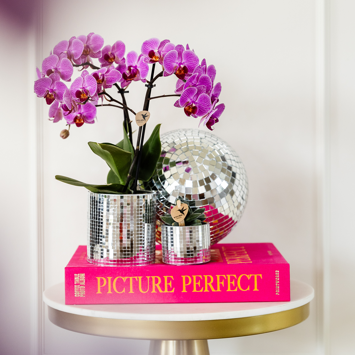 2 Phalaenopsis orchideeën - Vienna - potmaat Ø9cm | COMBI DEAL