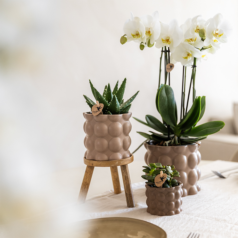 Plantenset Cotton zand - Groene planten met witte Phalaenopsis orchidee Ghent in keramieken sierpotten