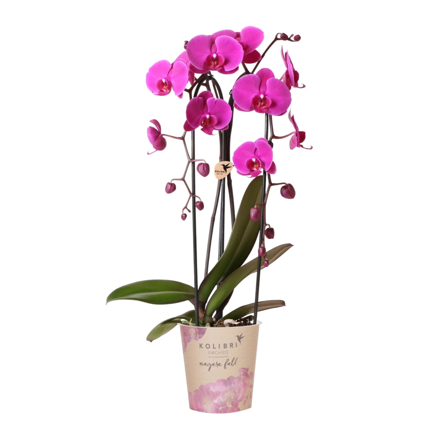Paarse phalaenopsis orchidee potmaat Ø12cm - Freeride