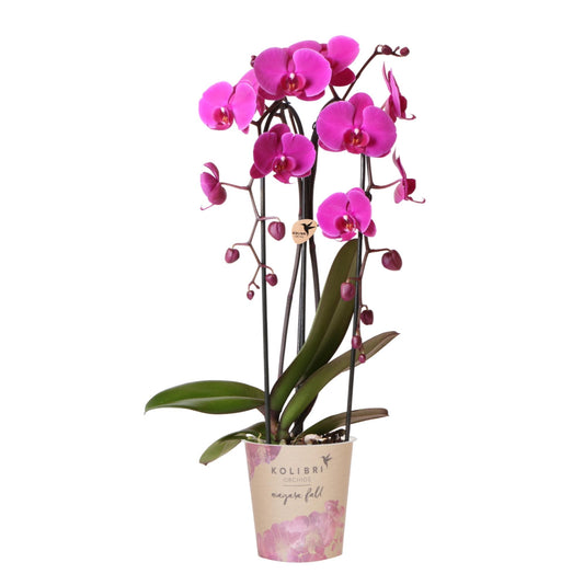 Paarse phalaenopsis orchidee potmaat Ø12cm - Freeride