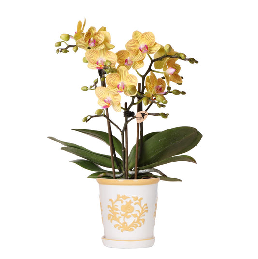 Gele orchidee Lima + Malaga sierpot licht oranje - potmaat Ø9cm