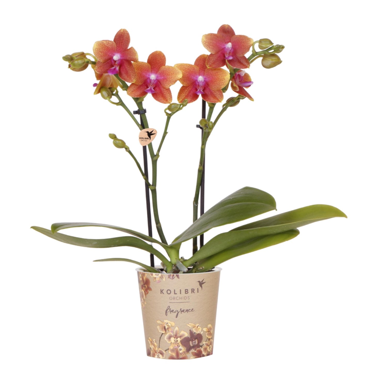 Orchidée Phalaenopsis parfumée à l'orange - Parfum - taille du pot Ø9cm