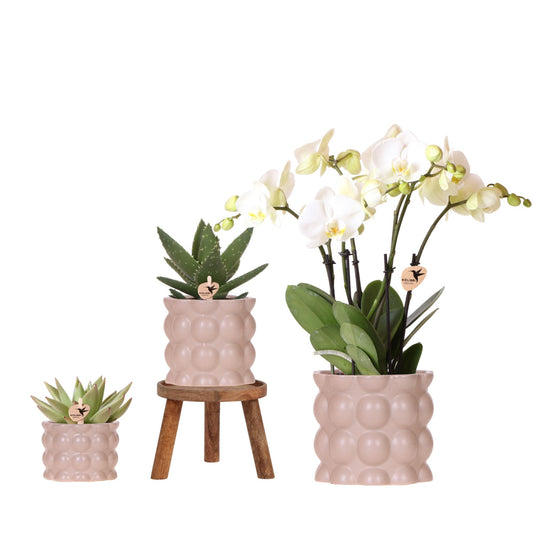 Plantenset Cotton zand - Groene planten met witte Phalaenopsis orchidee Ghent in keramieken sierpotten