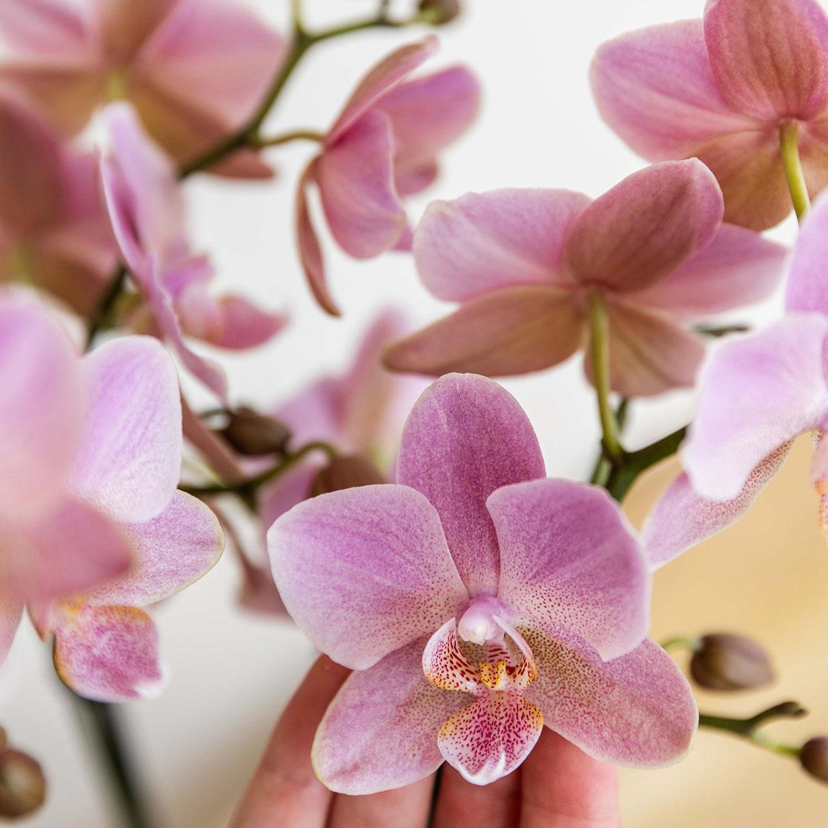 Oudroze Phalaenopsis orchidee - Jewel Treviso - potmaat Ø9cm