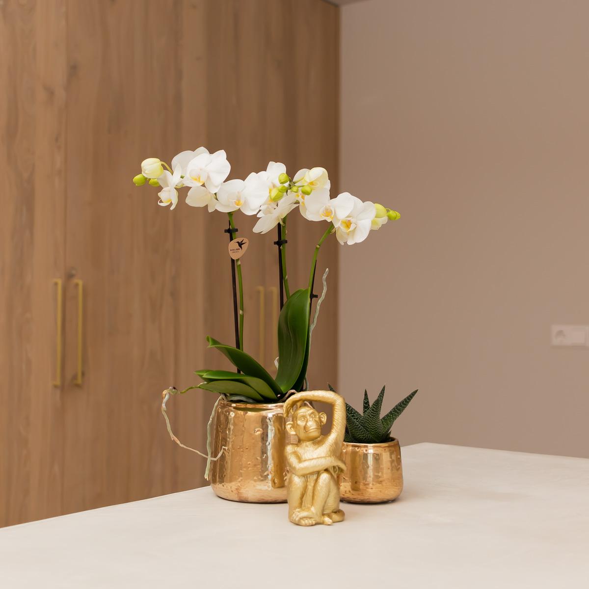Witte Phalaenopsis orchidee – Amabilis + Luxury sierpot gold – potmaat Ø9cm – 40cm hoog