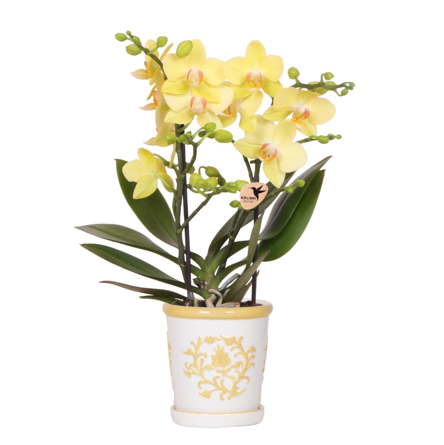 Gele orchidee Albenga + Malaga sierpot geel - potmaat Ø9cm